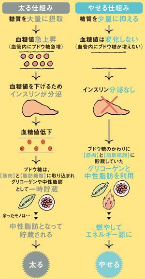 太る・痩せる仕組みについてのまとめ ...