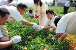 大手メーカーと比べると、ナガノトマトのものは酸味が少なくうまみが多い。苦手な人にもおすすめだ。