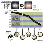 図4:単位面積の毛髪数をカウントすると