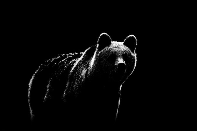 黒い背景にヒグマの輪郭