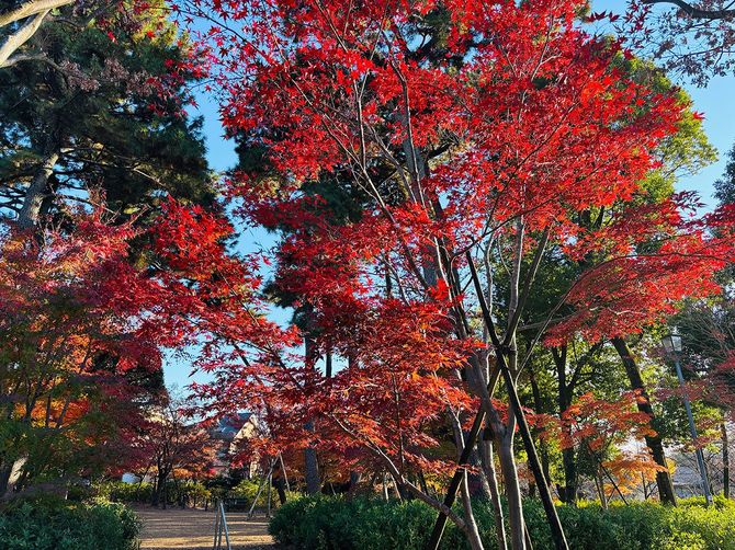 秋の紅葉が見事な洗足池公園
