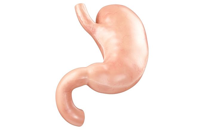 人間の内臓の解剖学的に正確な現実的な3Dのイラスト