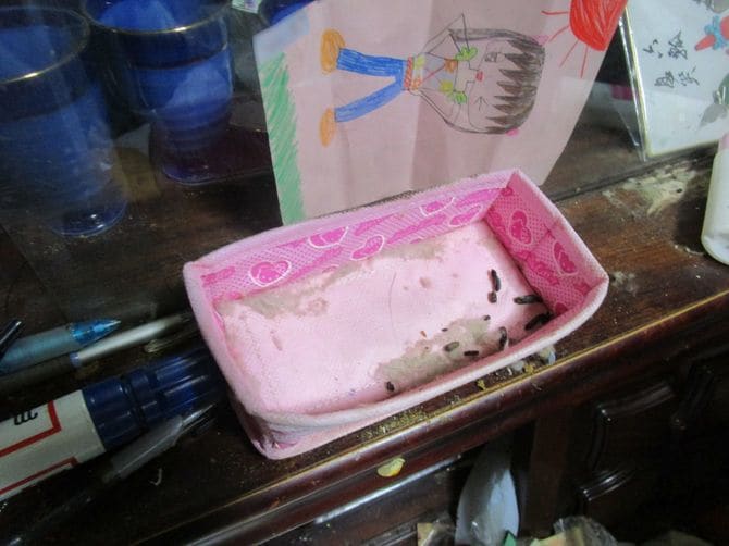 子供の絵とねずみの糞