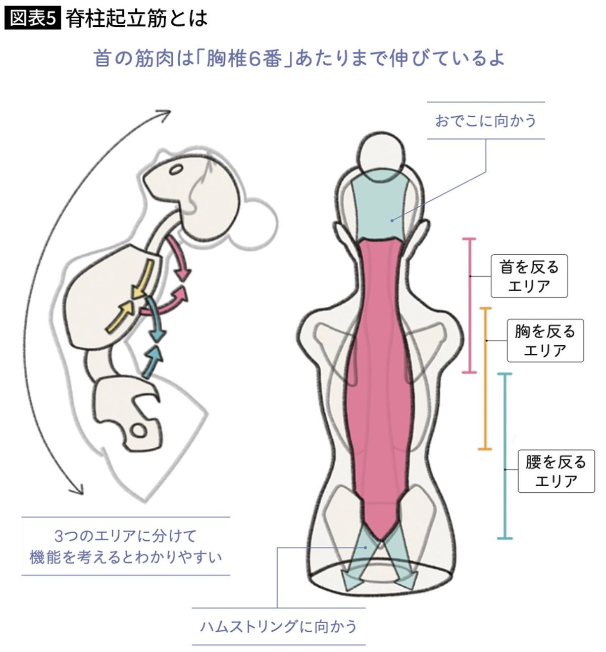 脊柱起立筋とは