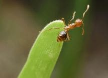 ヒアリを正しく恐がれない新聞社のお粗末