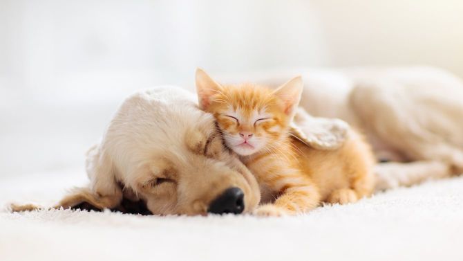 子犬と子猫の睡眠