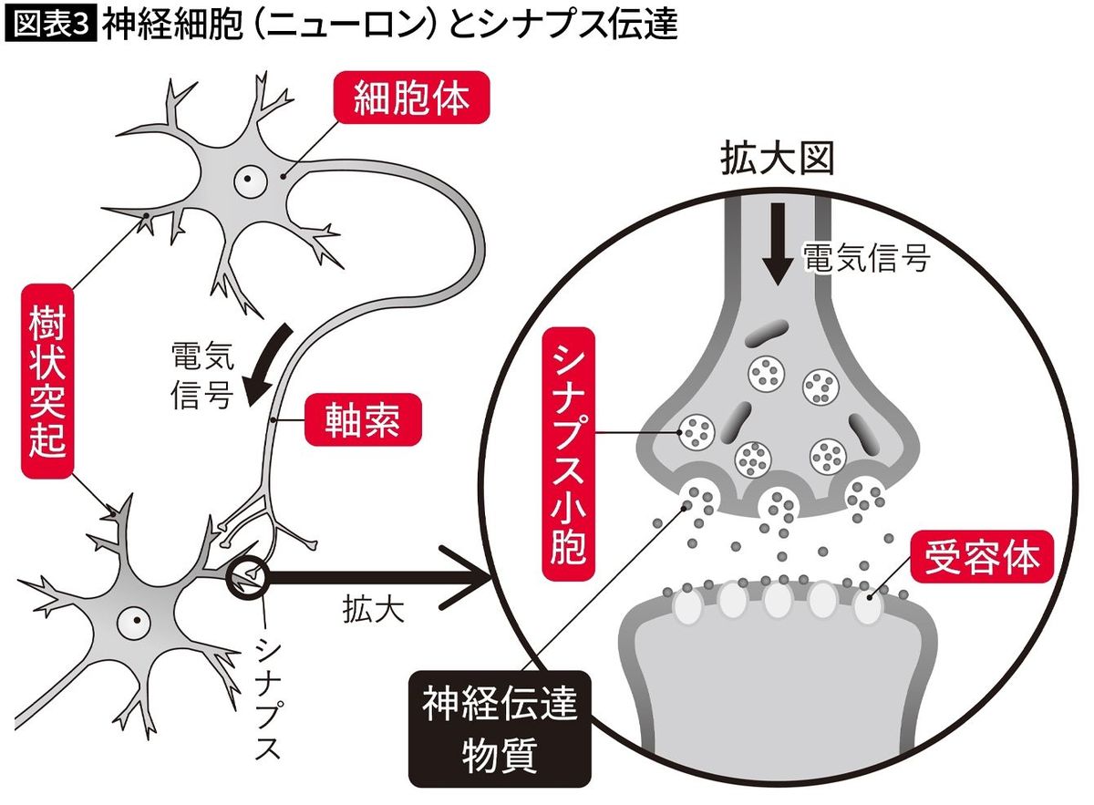 【図表3】神経細胞（ニューロン）とシナプス伝達