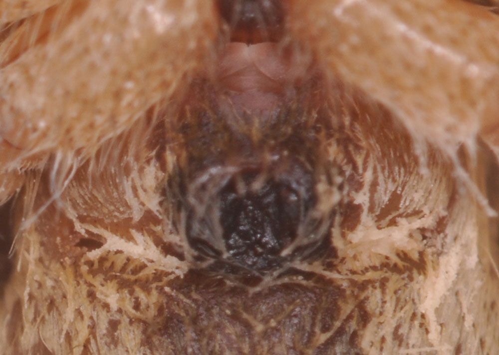 【写真11】コクサグモの黒褐色の交尾栓（出典＝『カラー版 クモの世界　糸をあやつる8本脚の狩人』）