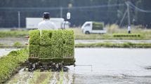 ｢コメの値段を下げたくない｣農水省の減反実態・｢愛子天皇待望論｣が高まる本当の理由・関税の代わりにトランプ大統領が欲しがる"日本の技術"