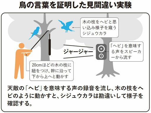 鳥の言葉を証明した見間違い実験