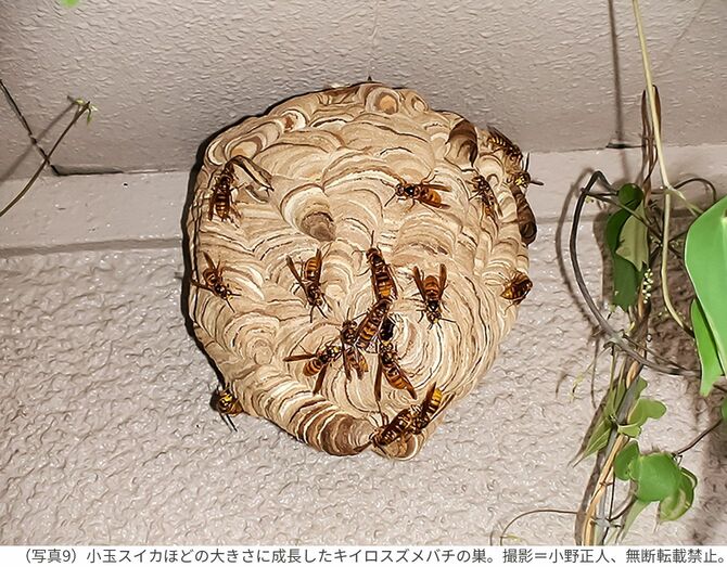 （写真9）小玉スイカほどの大きさに成長したキイロスズメバチの巣。撮影＝小野正人、無断転載禁止。