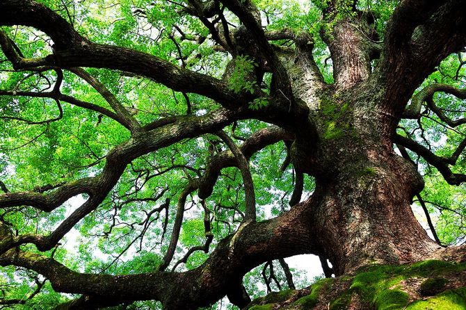 Under the canopy of a large oak tree