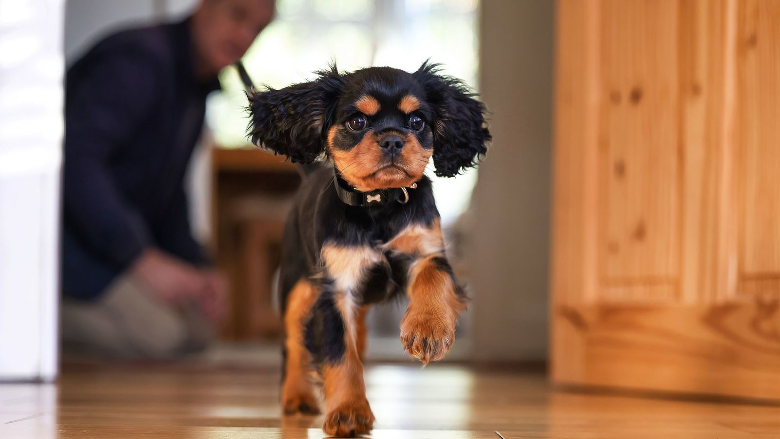 ｢愛犬を家のなかで思い切り遊ばせたい｣そんな人が床のリフォームでやってはいけないこと 汚れにくく塗装されたフローリングの滑りやすさは犬にとって大変な負担