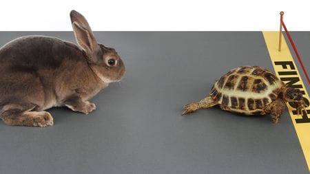 日本版と全然違う…寓話｢ウサギとカメ｣アフリカ版に見る弱者が強者に