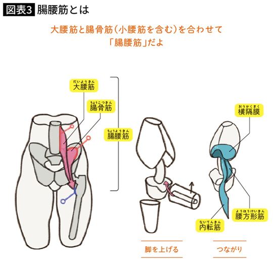 腸腰筋とは