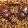 海外には例がなく、大きな謎に…なぜ日本のカブトムシのメスは「一生に一匹」しか交尾をしないのか