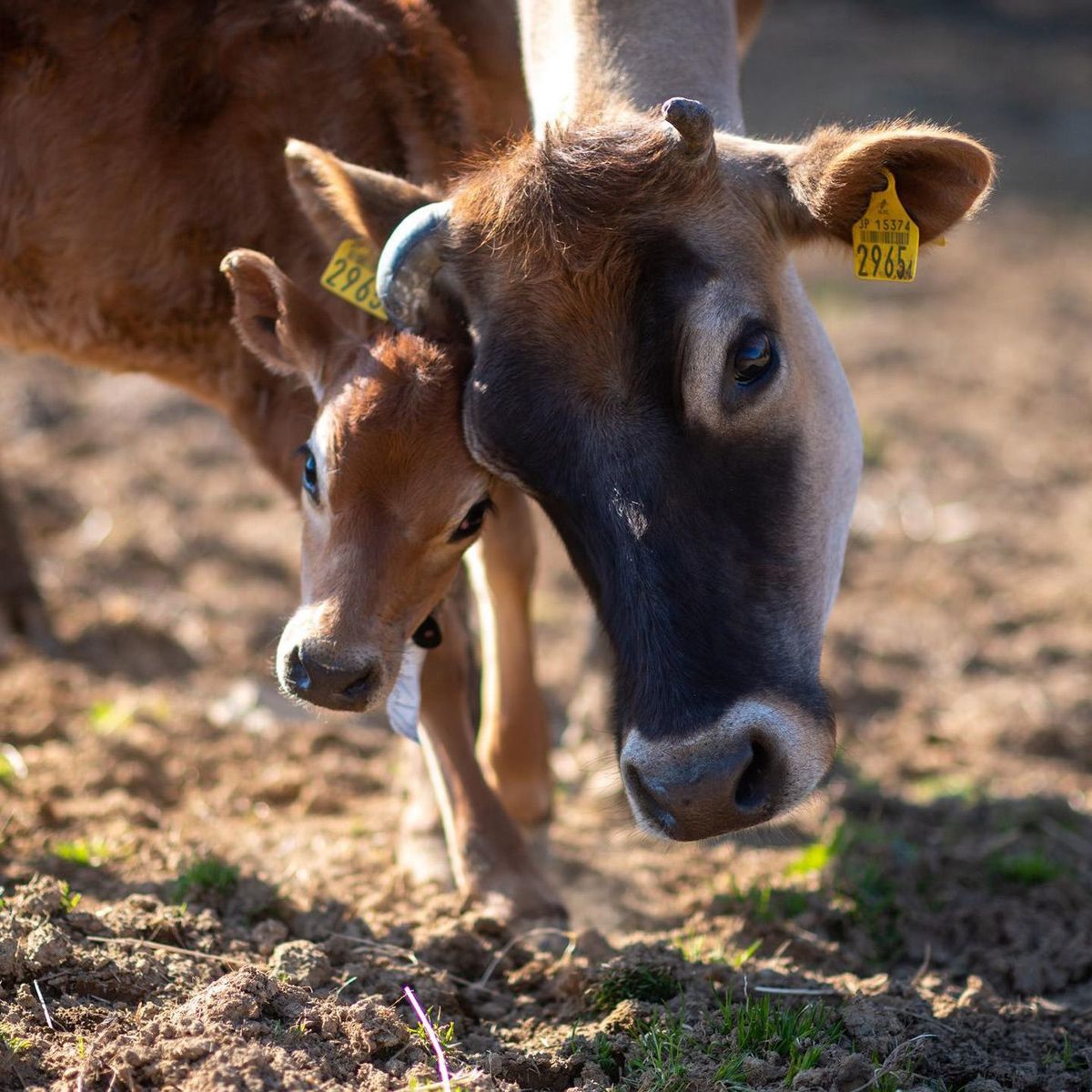 母牛に甘える仔牛。仔牛は母牛に顔をなめてほしくて、顔を近づけてくる。牛は愛情深い動物だ。