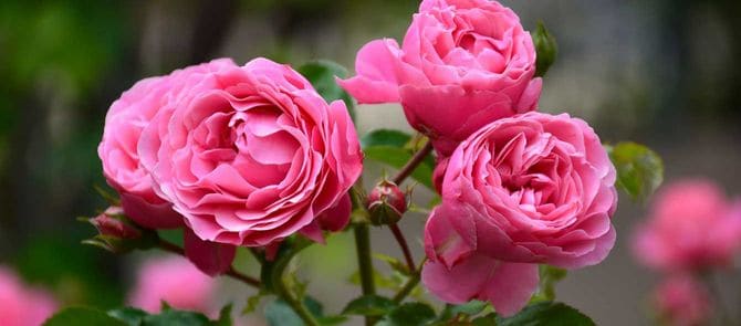 スイスの霊園はシンプルで美しかったが、何かが足りなかった。中本さんはそれが、花だと気づいた。