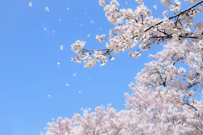 桜