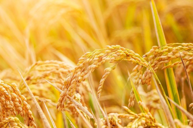 黄金色に輝く稲