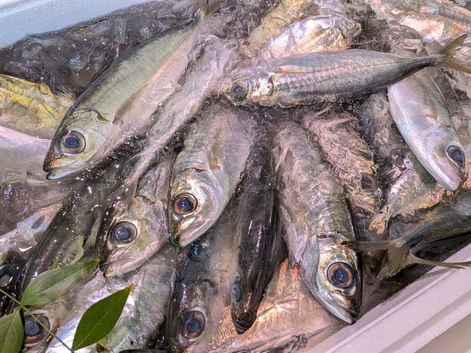 マアジより目が大きいからメアジ。鮮度落ちが早いので、こうしてしっかりと氷水に浸けて売られています