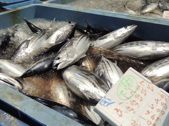 鹿児島港で水揚げされたカツオ