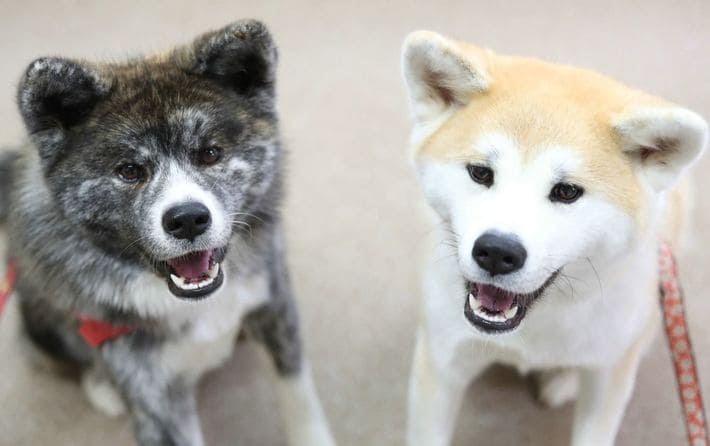 秋田犬（2017年3月4日、秋田県大館市）