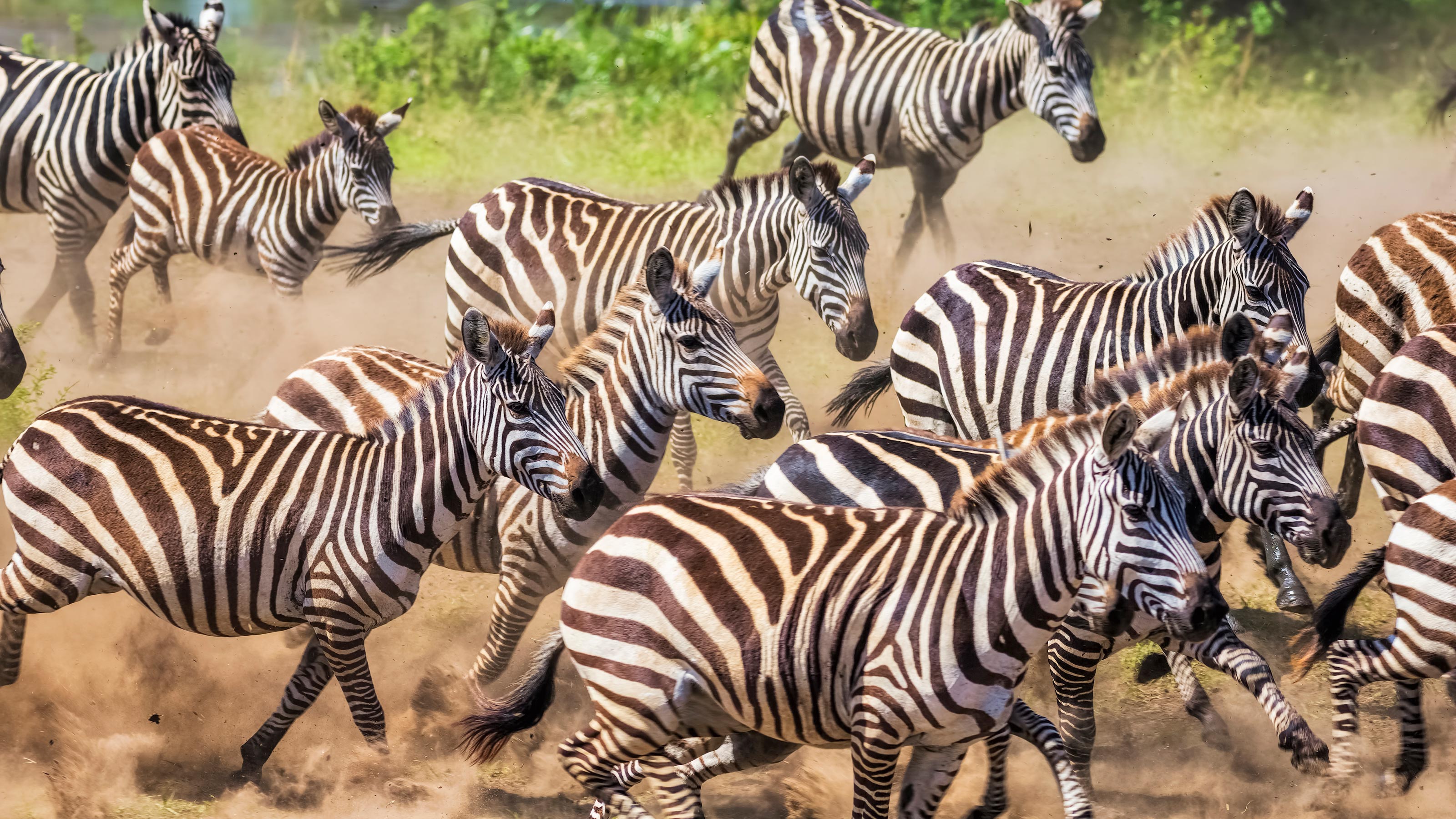 動物も人間も 弱者ほどいい戦略を持っている という不思議 知恵がなければ生き残れない President Online プレジデントオンライン