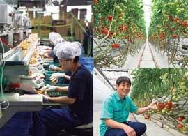こだわりの国産トマトで世界と戦う――カゴメ【1】