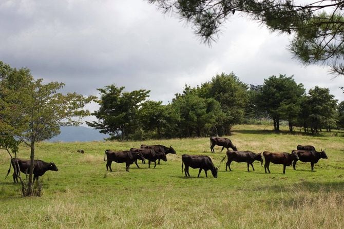 放牧されている肉牛