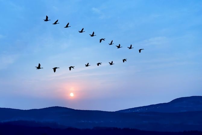 夕日の空にv形成で飛ぶ鳥の群れ