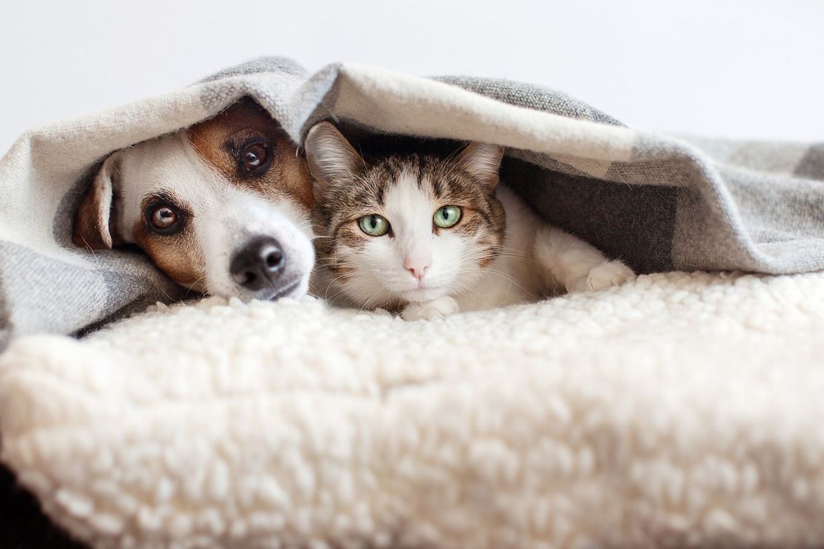 一緒に毛布をかぶっているイヌとネコ