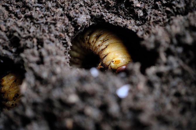 カブトムシの幼虫