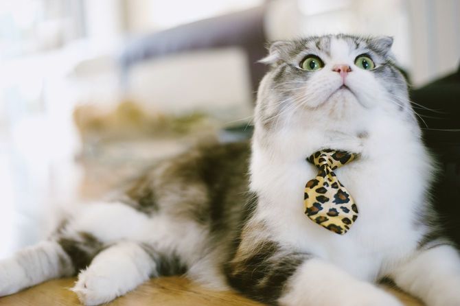 ネクタイを締めネコ