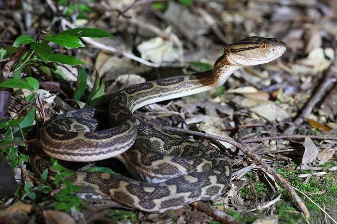 ハブ＝2022年10月1日、鹿児島県奄美市