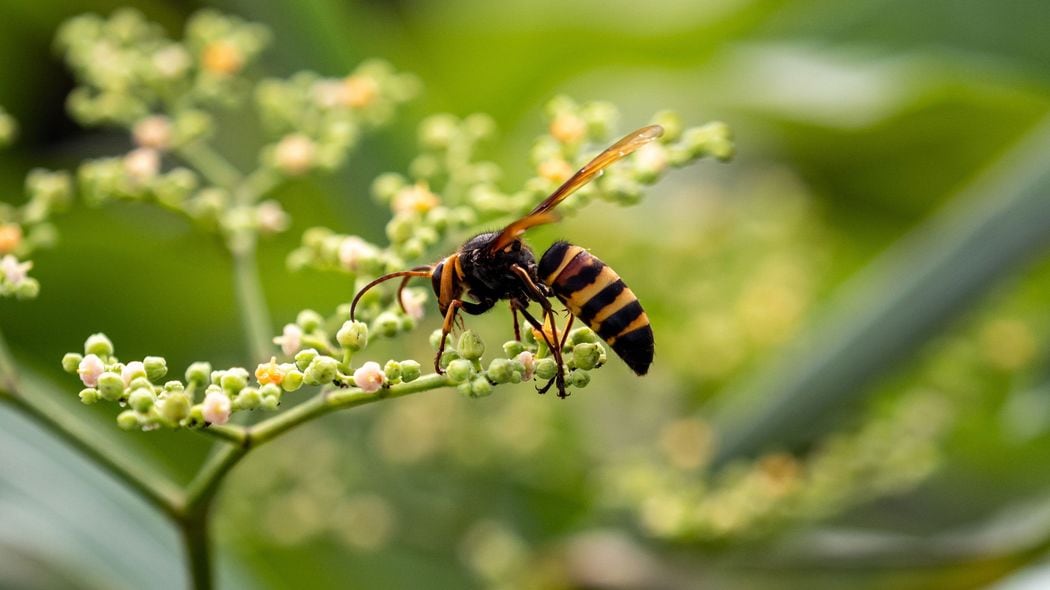 ｢ハチに2回さされたら死ぬ｣は本当か?　医師も警戒｢毒のカクテル｣の恐るべき影響とは 5分ほどで気分が悪くなり､一気に意識を失い､亡くなった人も少なくない