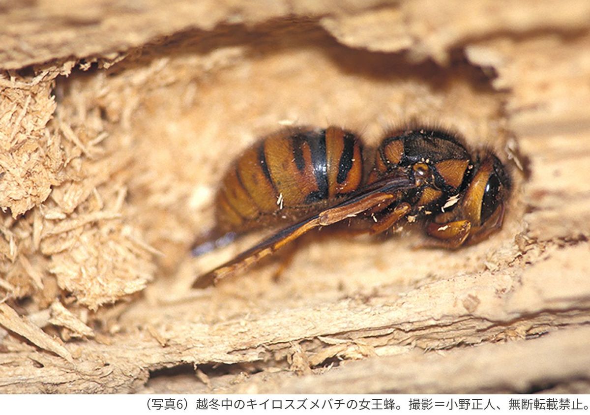 （写真6）越冬中のキイロスズメバチの女王蜂。撮影＝小野正人、無断転載禁止。