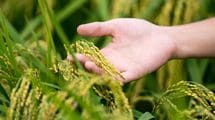 JA農協でも農水省でもコメ農家でもない…2026年度もコメの価格を吊り上げ続けている"真犯人"