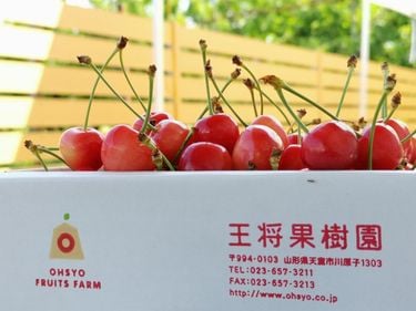さくらんぼ狩り全キャンセル｣でも山形の観光農園が元気なワケ 地元の