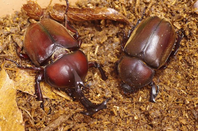 カブトムシのオスとメス