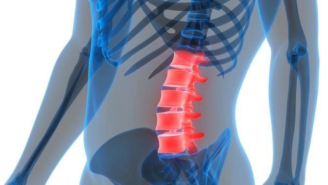 ヒト骨格系椎骨系のイラスト図解