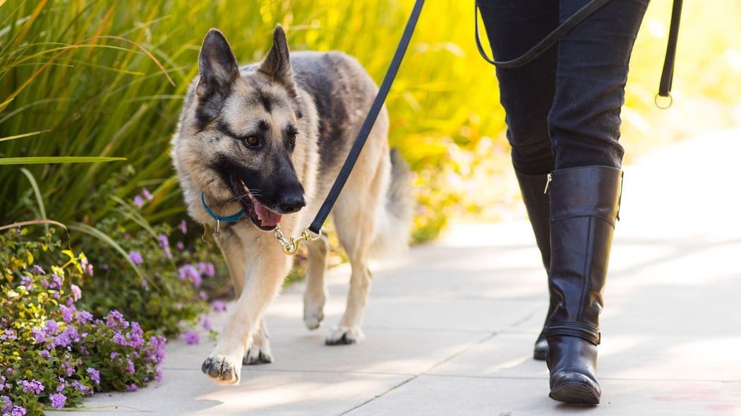 ｢リードなしで犬を散歩｣はあまりにも身勝手…令和では｢完全アウト｣な危ないペットの飼い方6選 犬の｢外飼い｣が5年間で半減した納得の理由