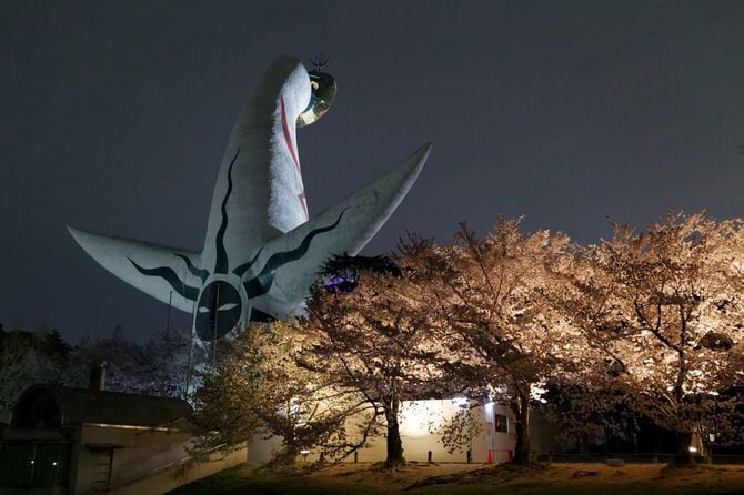 万博公園の桜まつり・太陽の塔の後ろ姿