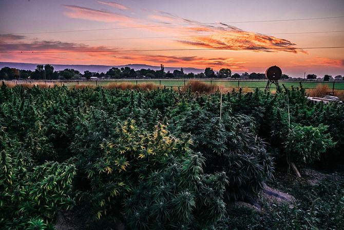マリファナ農場