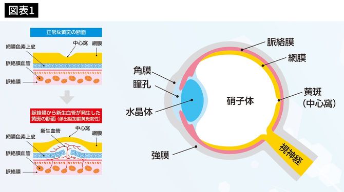 イラスト=矢倉麻祐子