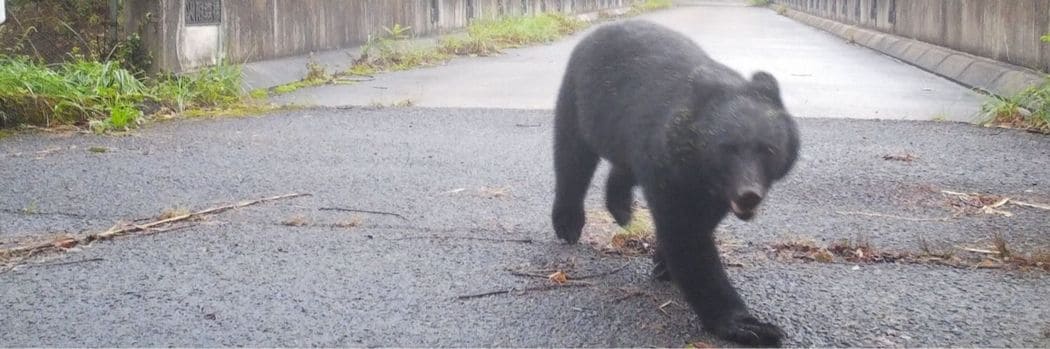 路上でクマに襲われた男性は"顔のほとんどを失う"事態に…クマが顔面を狙う事件はなぜ起きるのか？ 救急隊員が｢地面に落ちていた鼻を…｣