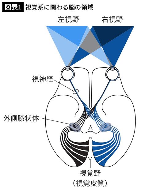 【図表1】視覚系に関わる脳の領域