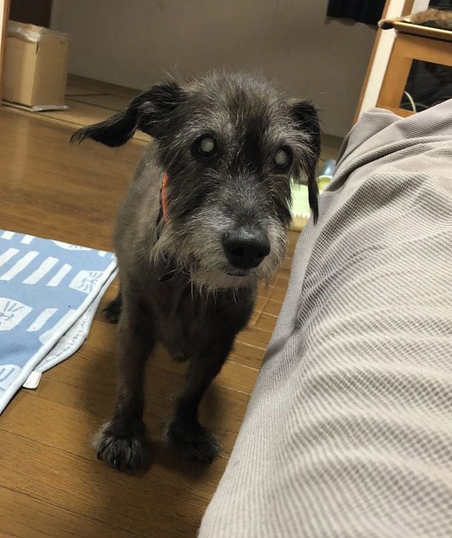 死の3カ月前。失明し、体重は半減した。