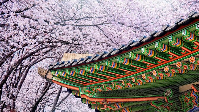 桜が満開の韓国、景福宮