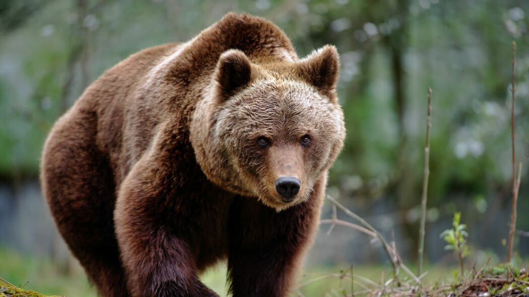 クマに背を向けた学生が一人､また一人と襲われた…獣医師ハンターが｢これだけは持って｣という"命綱"の正体